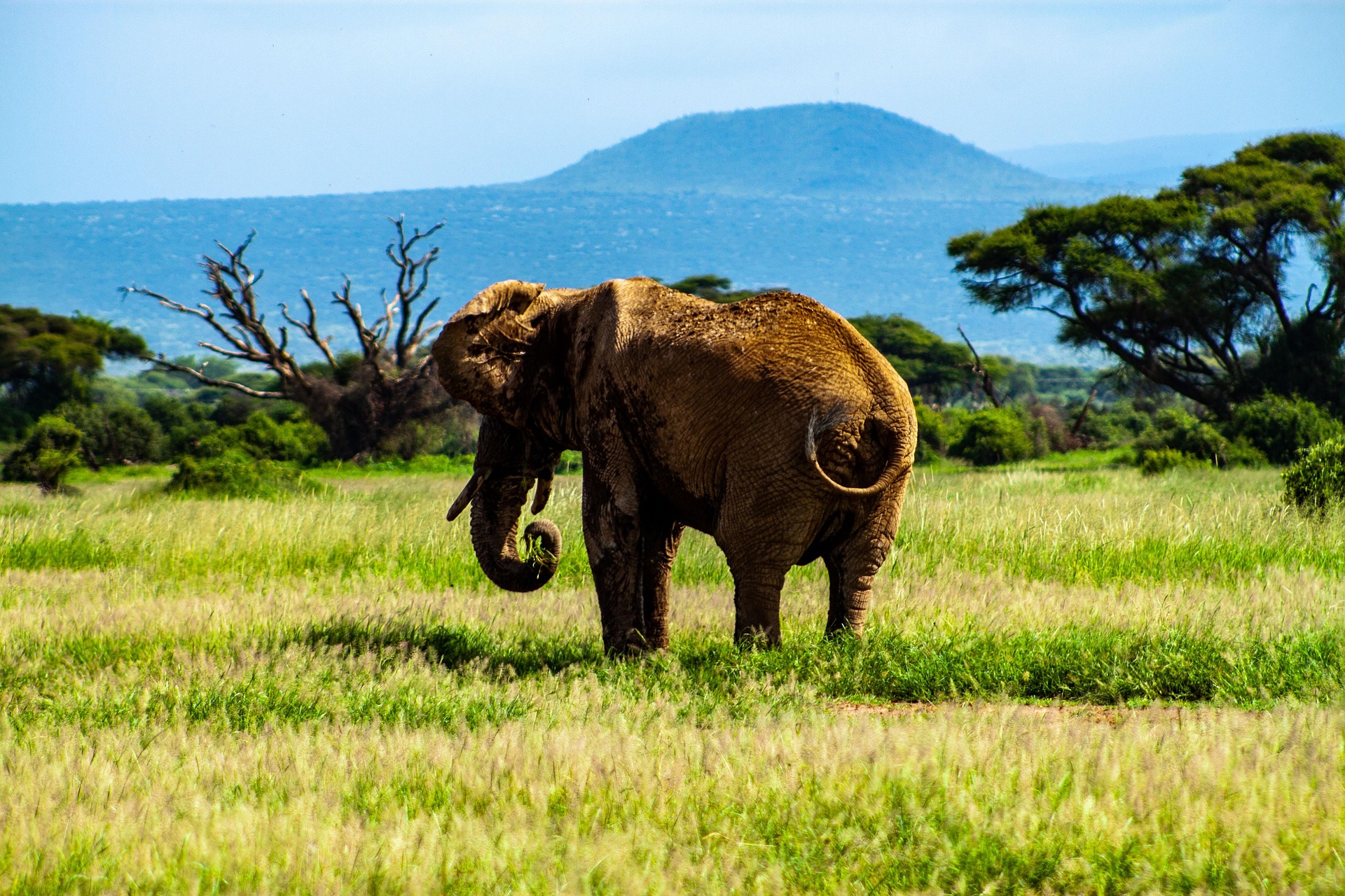 Best Safari Company To Amboseli National Park