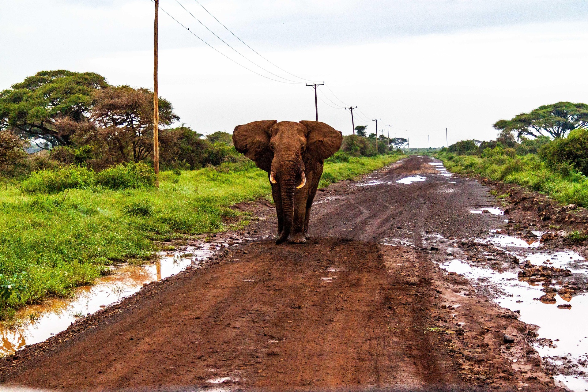 Affordable Travel Company To Amboseli National Park